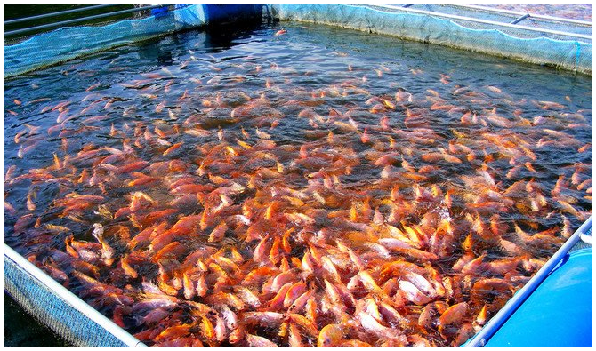 fish farm tourism